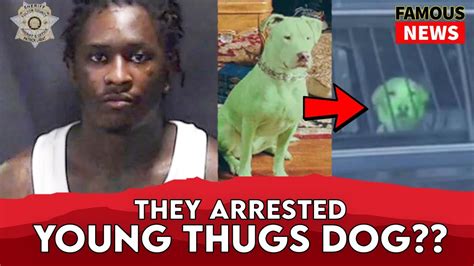 ysl dog arrested|ysl records young thugs.